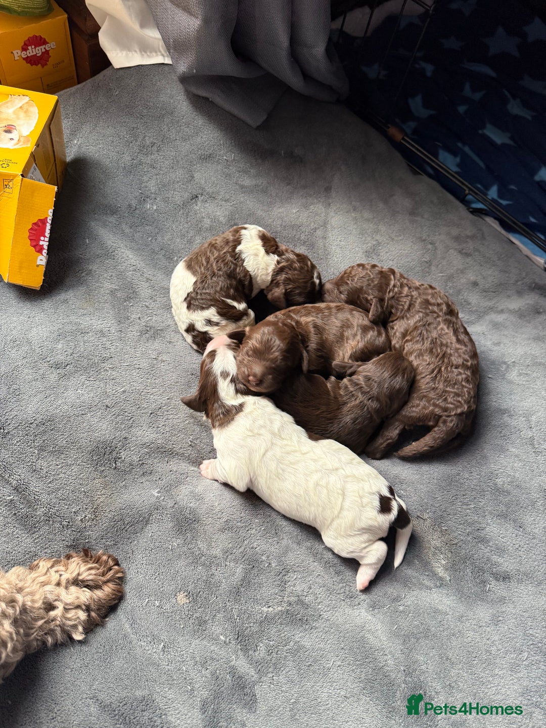 Sproodle dogs for sale:  Gorgeous F2 Sproodle Puppies – Family Raised  - Image 1