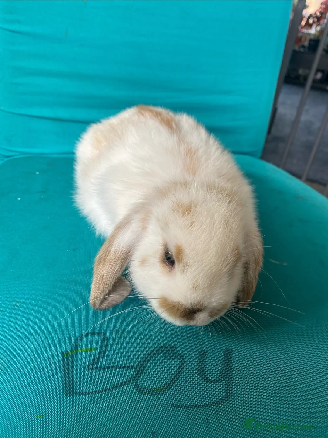 French Lop rabbits for sale: French lop bunnies for sale  - Advert 2