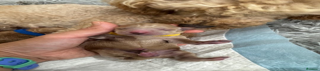 Yellow Collar 