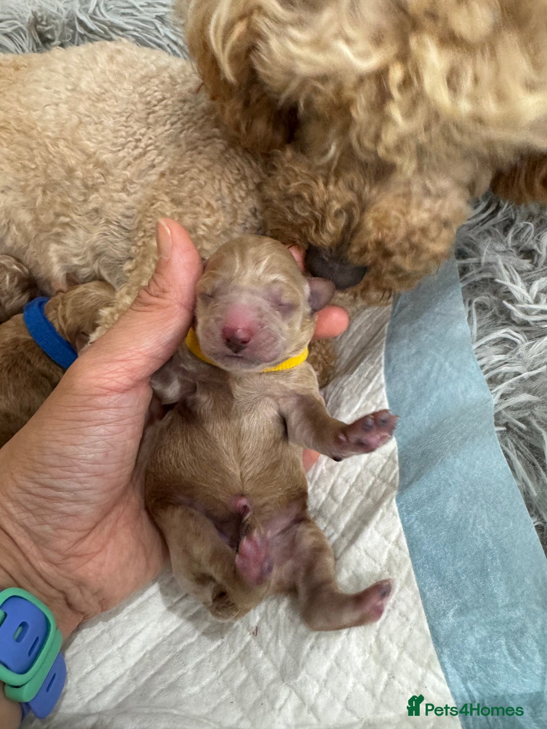 Toy Poodle dogs for sale: KC Registered Toy Poodle Puppies - Image 11