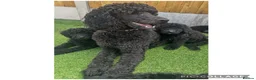 Labradoodle dogs for sale: Chunky health tested f1bb standard labradoodles  - Advert 15