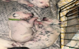 Dalmatian dogs for sale: PEDIGREE Dalmatian Puppies ready by 19th December  - Image 15