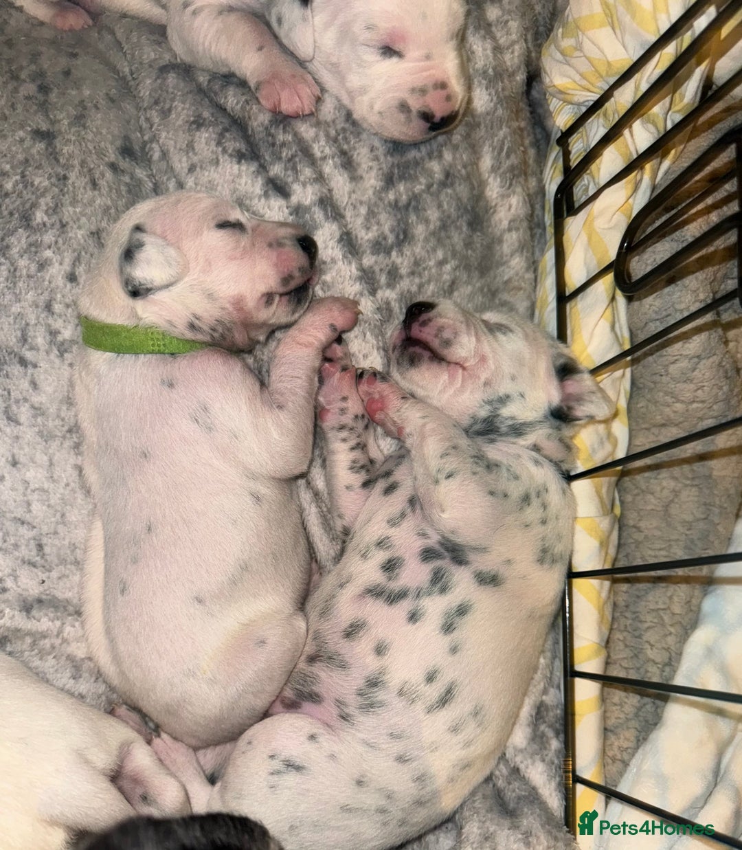 Dalmatian dogs for sale: PEDIGREE Dalmatian Puppies ready by 19th December  - Image 15