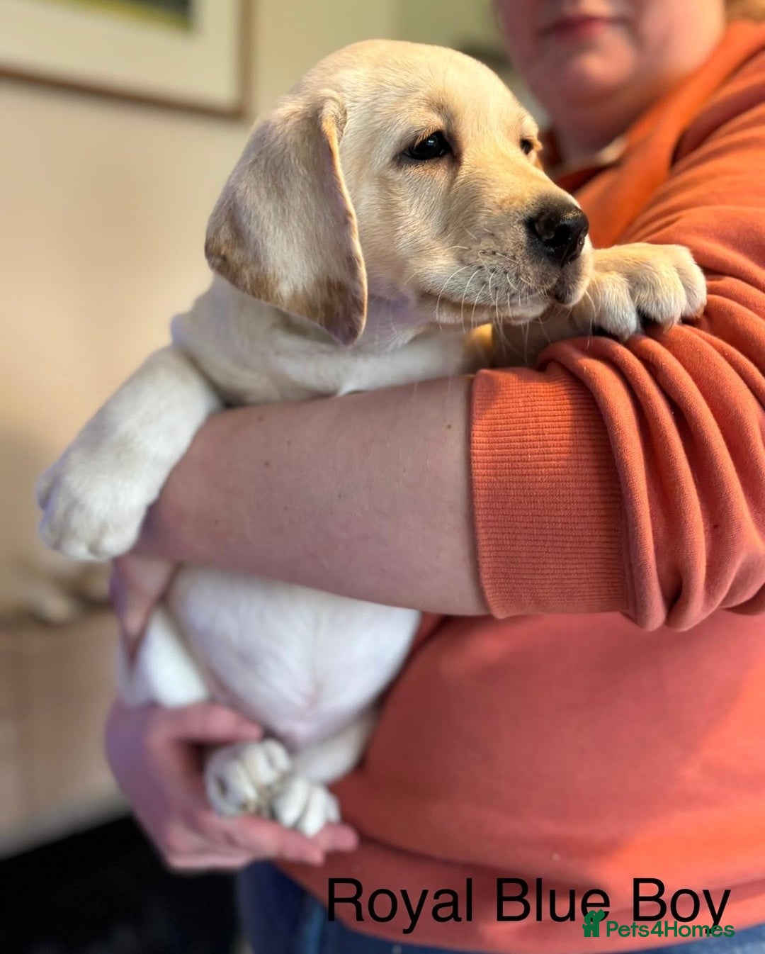 Labrador Retriever dogs for sale: Beautiful chunky labs  - Advert 4