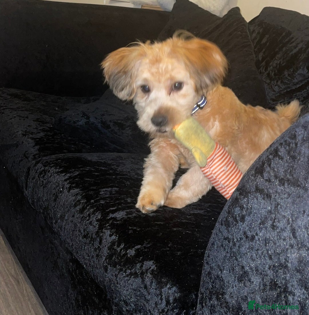 Shihpoo dogs for sale: 1 Gorgeous Shihpoo puppy  - Advert 2