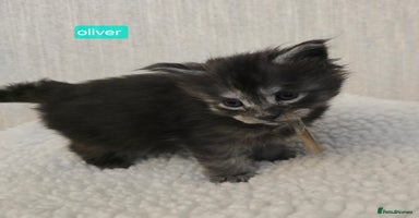Maine Coon cats - Advert 1