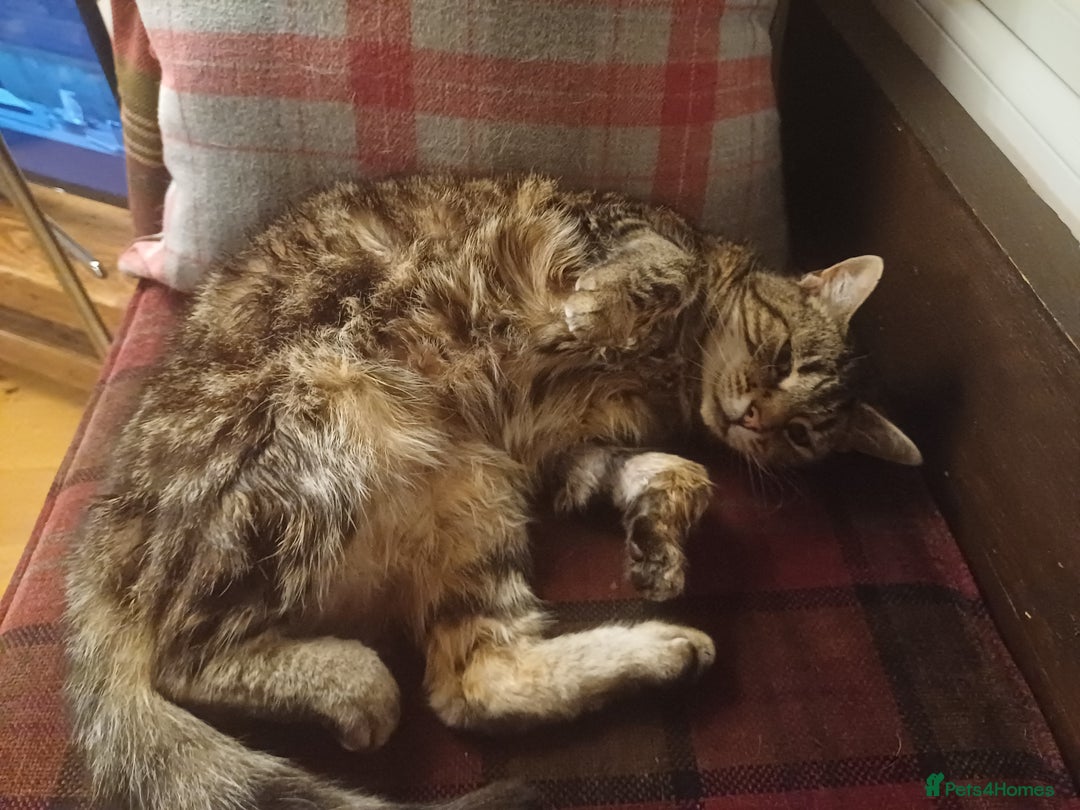 Mixed Breed cats for sale: 6 Lovely and Friendly Cats - Different colours - Advert 30