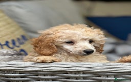 Toy Poodle dogs for sale: Singleton hand reared toy poodle !  - Image 3