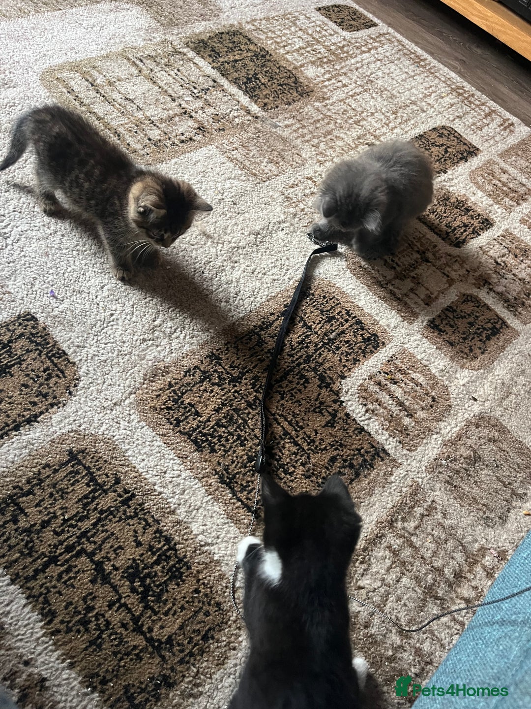 Mixed Breed cats for sale: 1 LH Blue boy 1 SH black & white boy 1 Tabby girl - Image 3