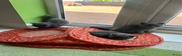 British Shorthair cats for sale: Bsh pedigree kittens  - Advert 22