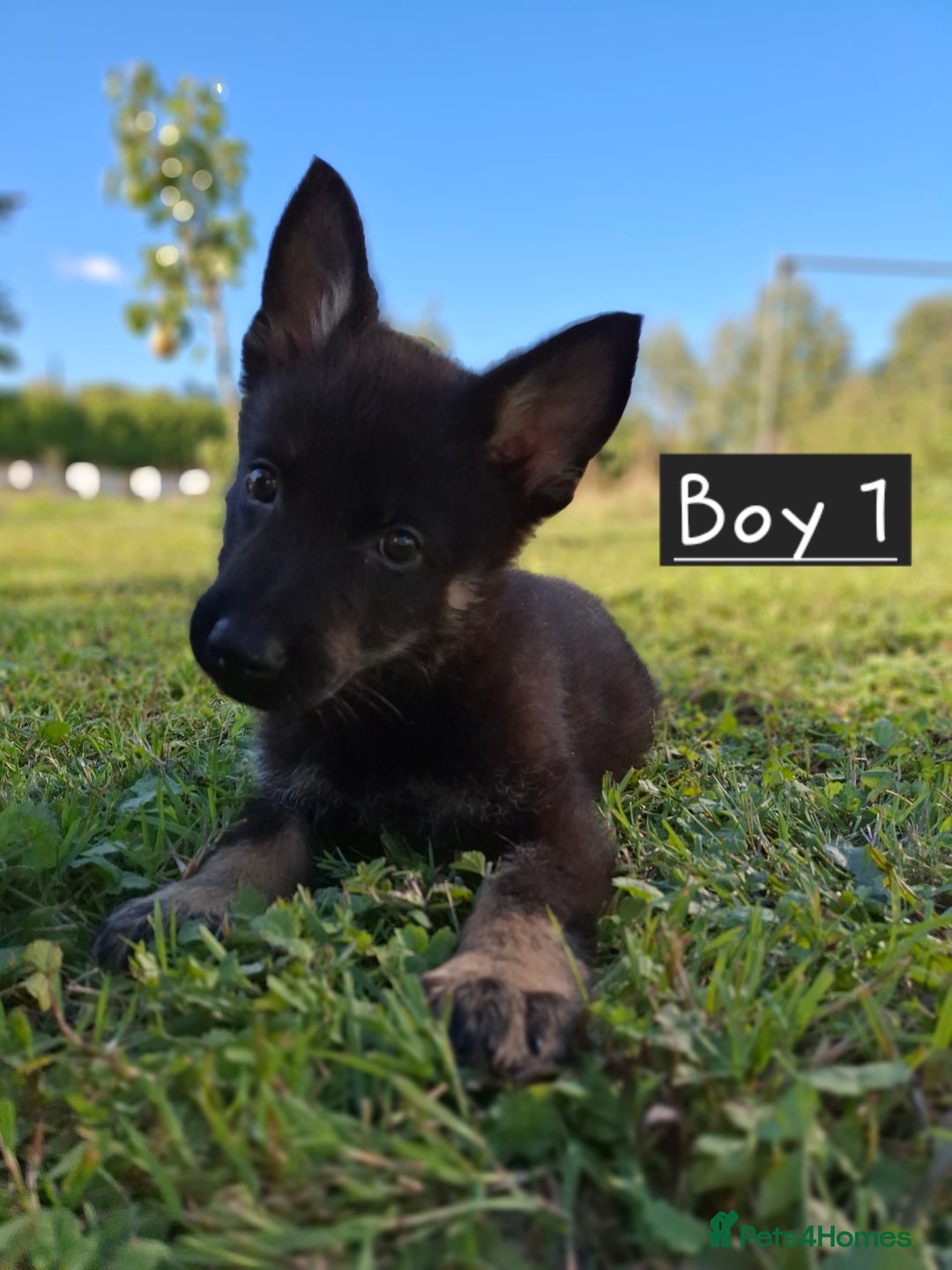 German Shepherd dogs for sale: 🌟Stunning KC Registered German Shepherd Pups🌟 - Image 7