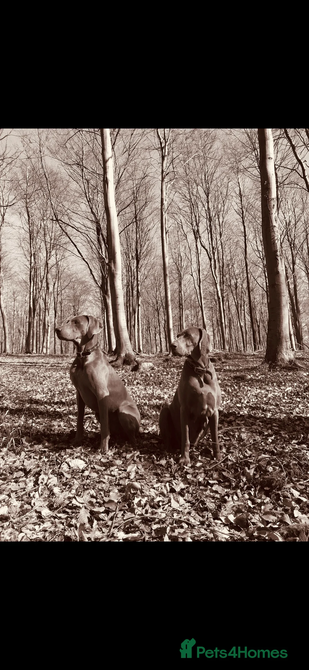 Weimaraner dogs for sale: HUNTER SPIRIT GUNDOGS - Advert 12