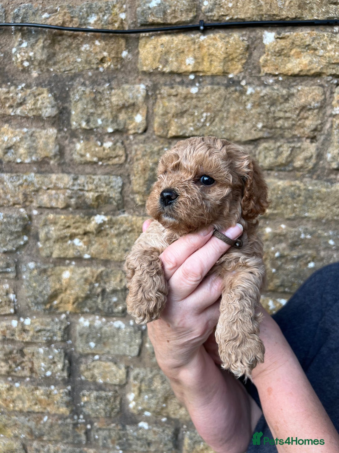 Cavachon dogs for sale: Cavapoochon puppies  - Image 3