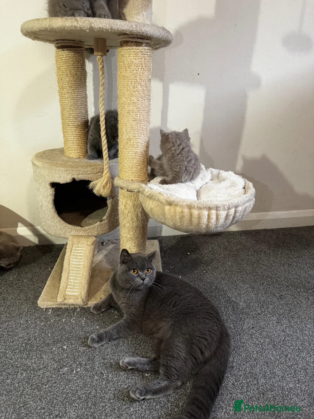 British Shorthair cats for sale: British shorthair Lilac and blue Kittens - Advert 2