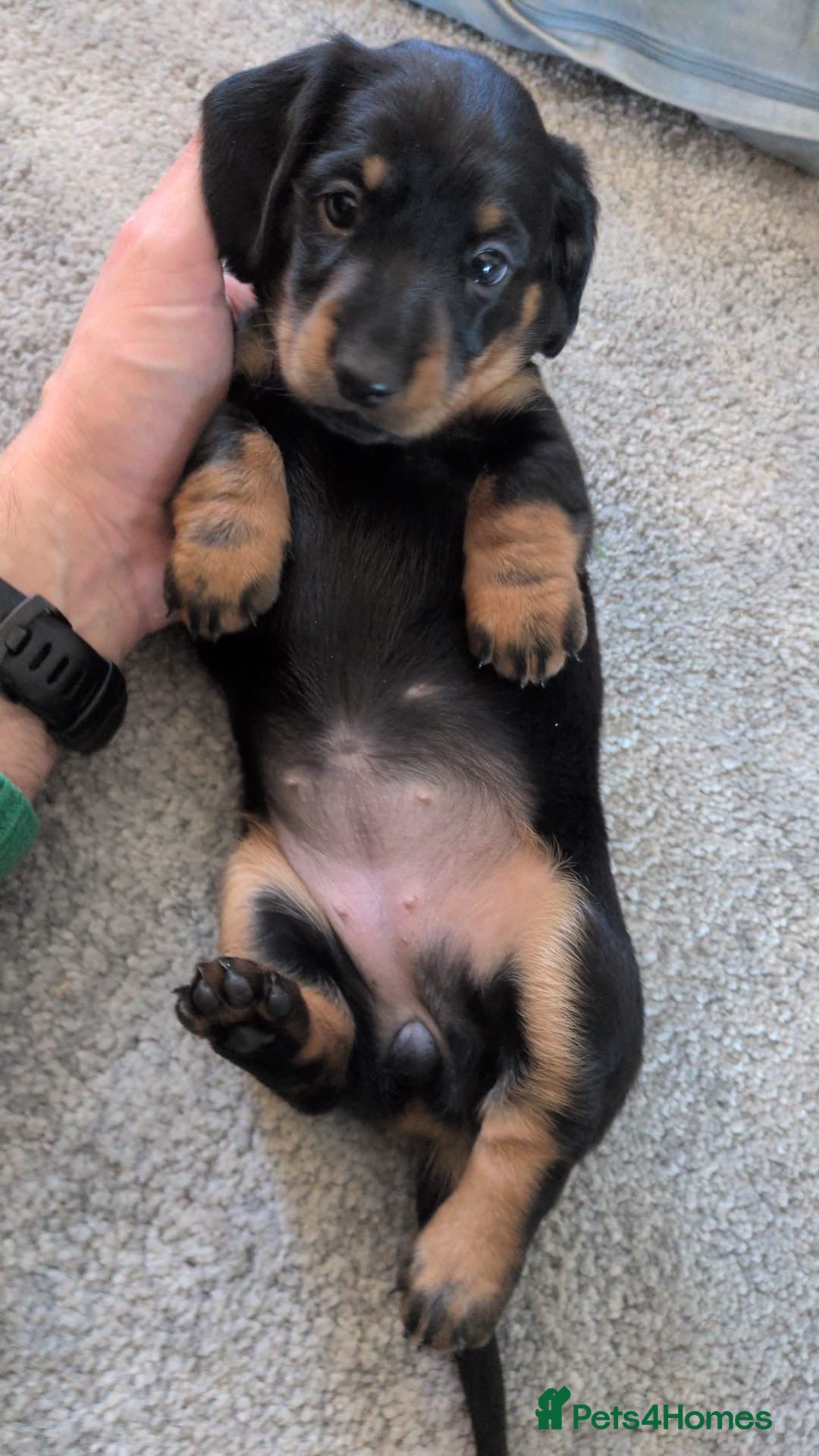 Dachshund dogs for sale: Beautiful Dachshund Puppies – KC Registered Lines - Advert 19