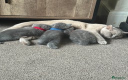British Shorthair cats for sale: 3 chunky beautiful British shorthair  - Image 15