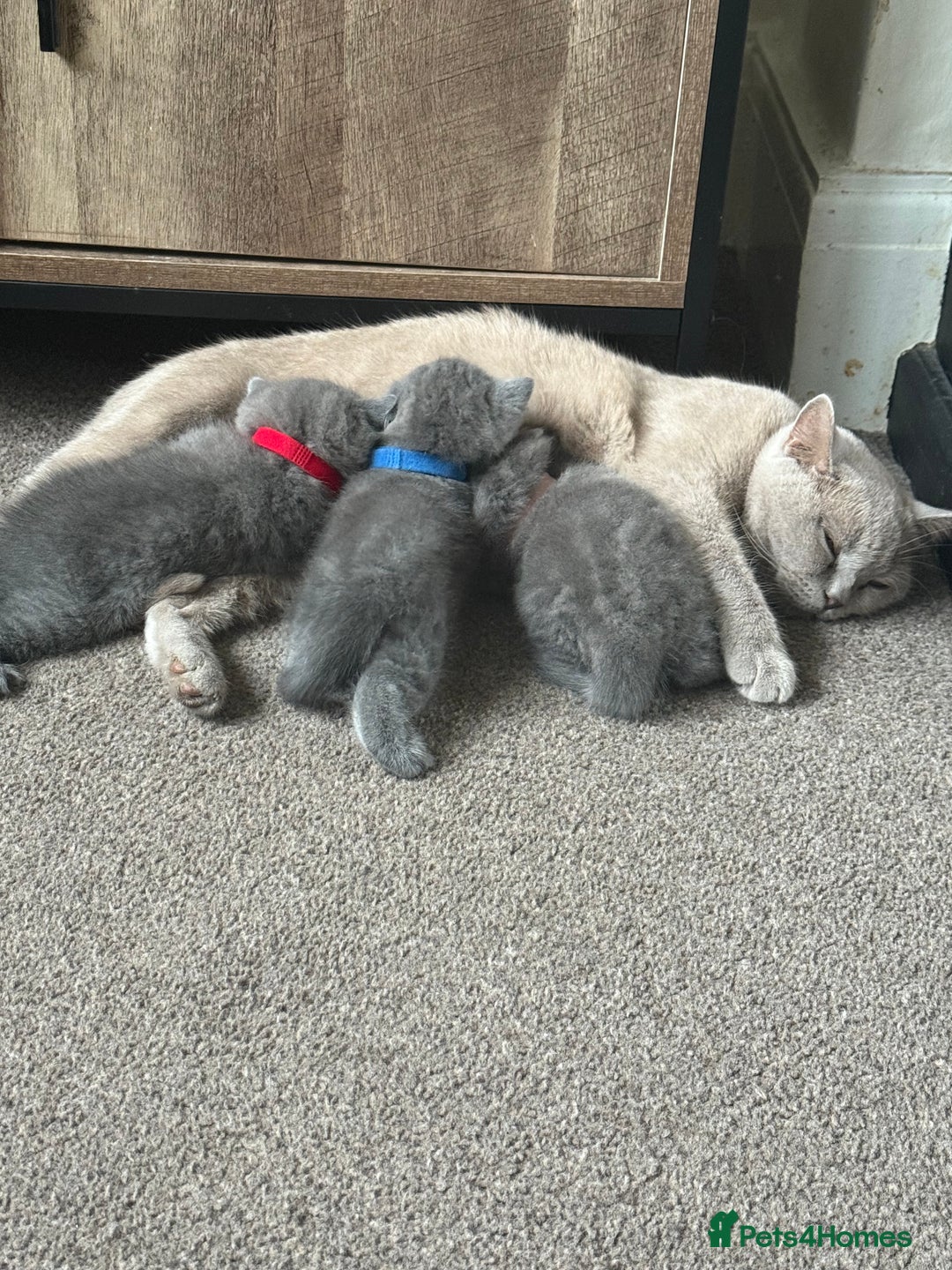 British Shorthair cats for sale: 3 chunky beautiful British shorthair  - Image 15