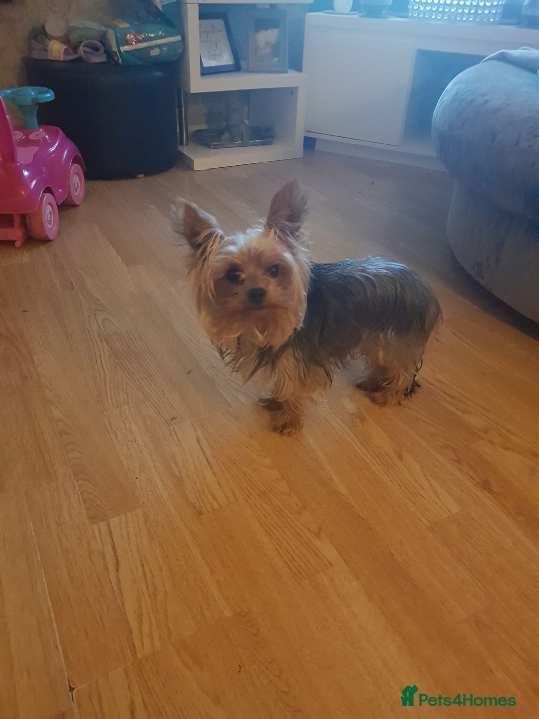 Yorkshire Terrier dogs for stud: Long haired mini Yorkshire terrier  - Image 3
