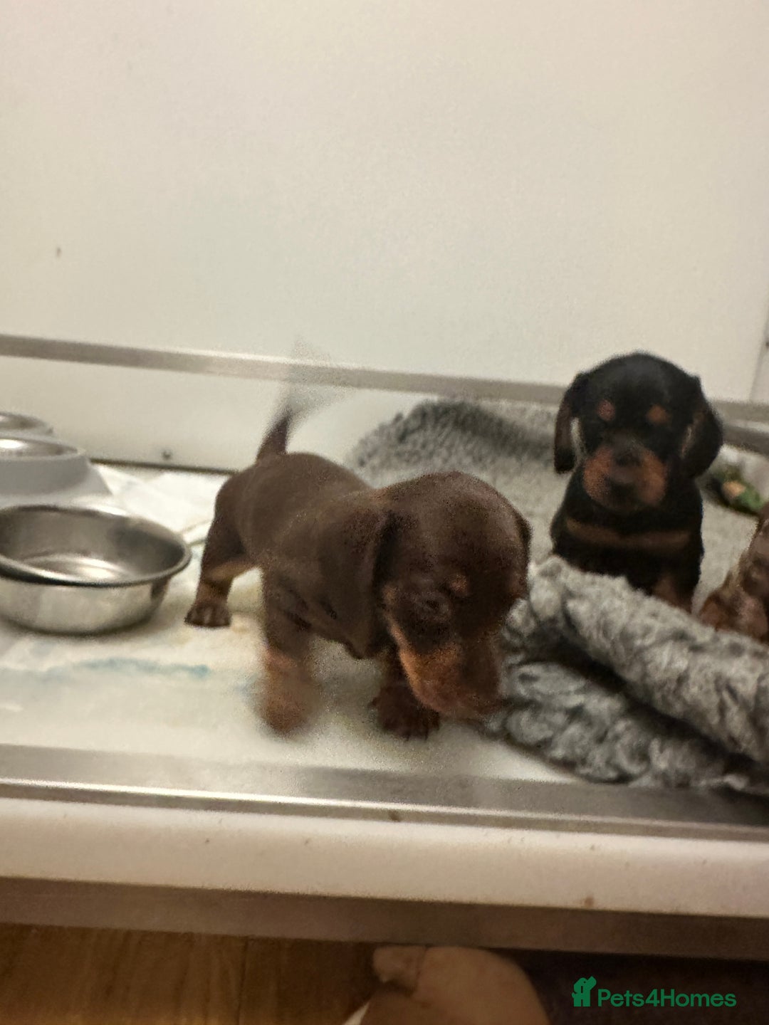 Miniature Dachshund dogs for sale: Tiny miniature dachshund puppies  - Image 17