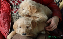 Labradoodle dogs for sale: Lovely Labradoodle Puppies Licenced Breeder - Image 1