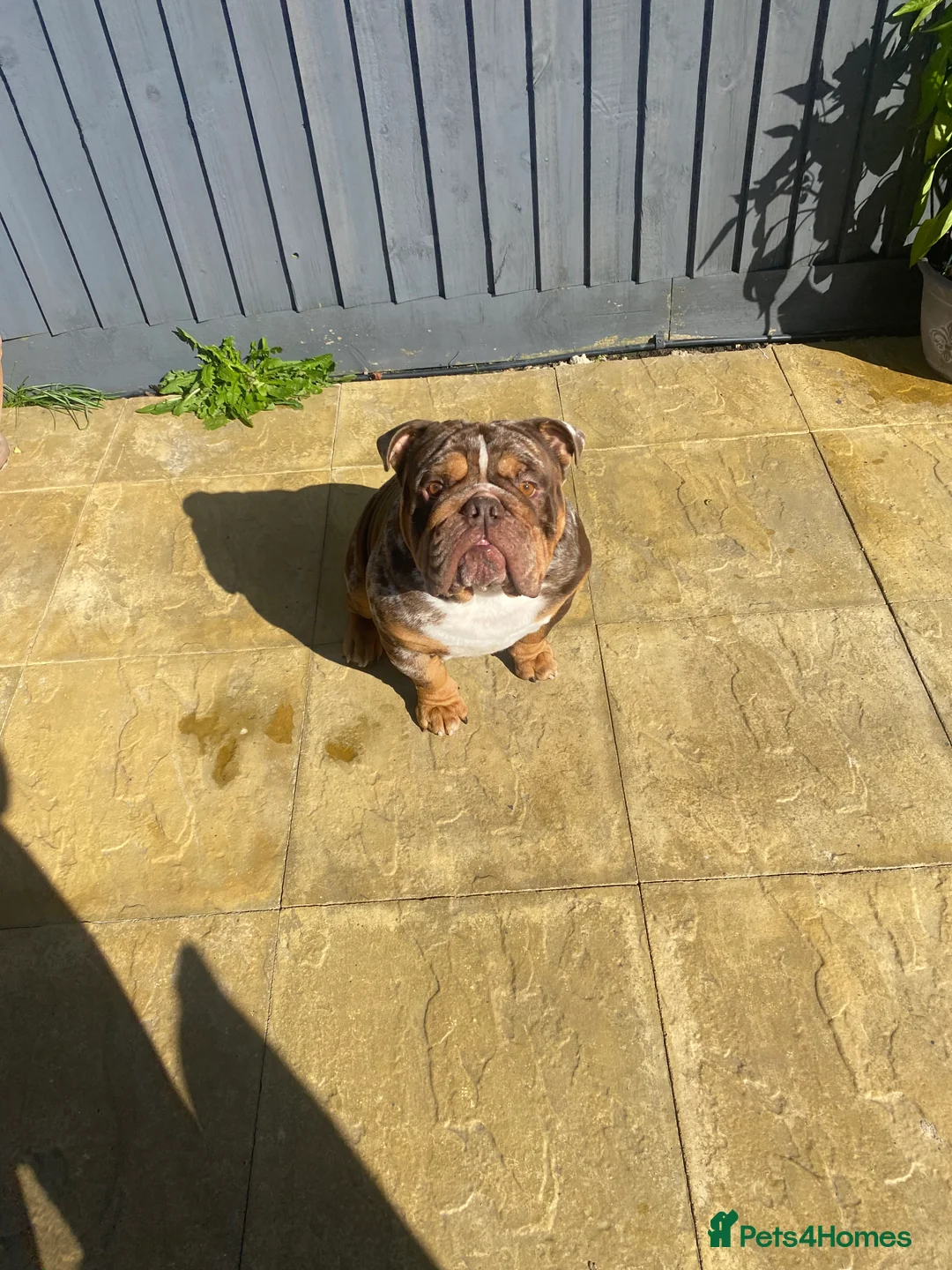 English Bulldog dogs for stud: 💙🍫FRANK🍫💙 in Southampton - Advert 30