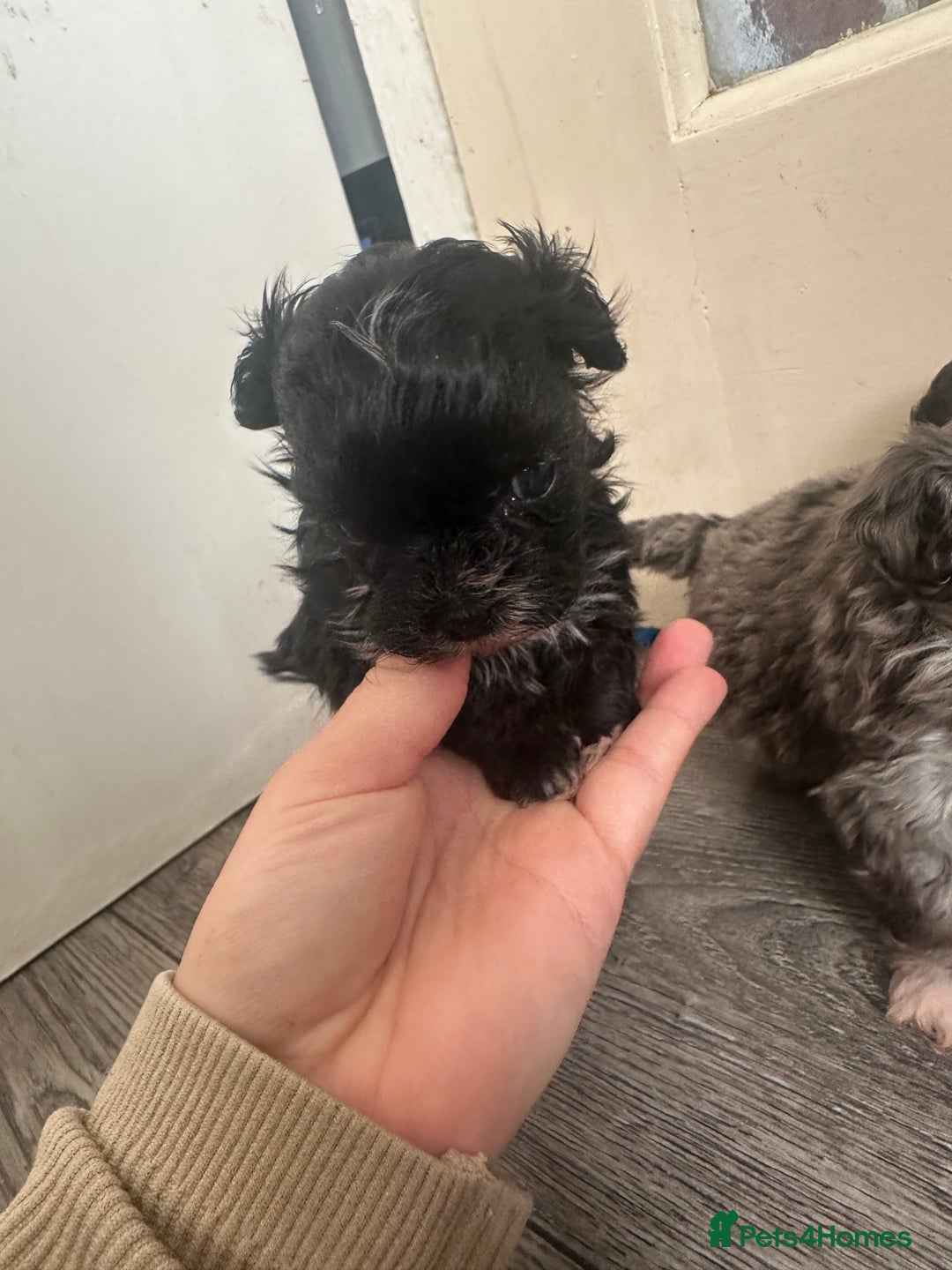 Maltipoo dogs for sale: F1 Toy Maltipoos - Advert 37