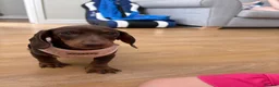 Miniature Dachshund dogs for sale: Miniature dachshund  - Advert 2