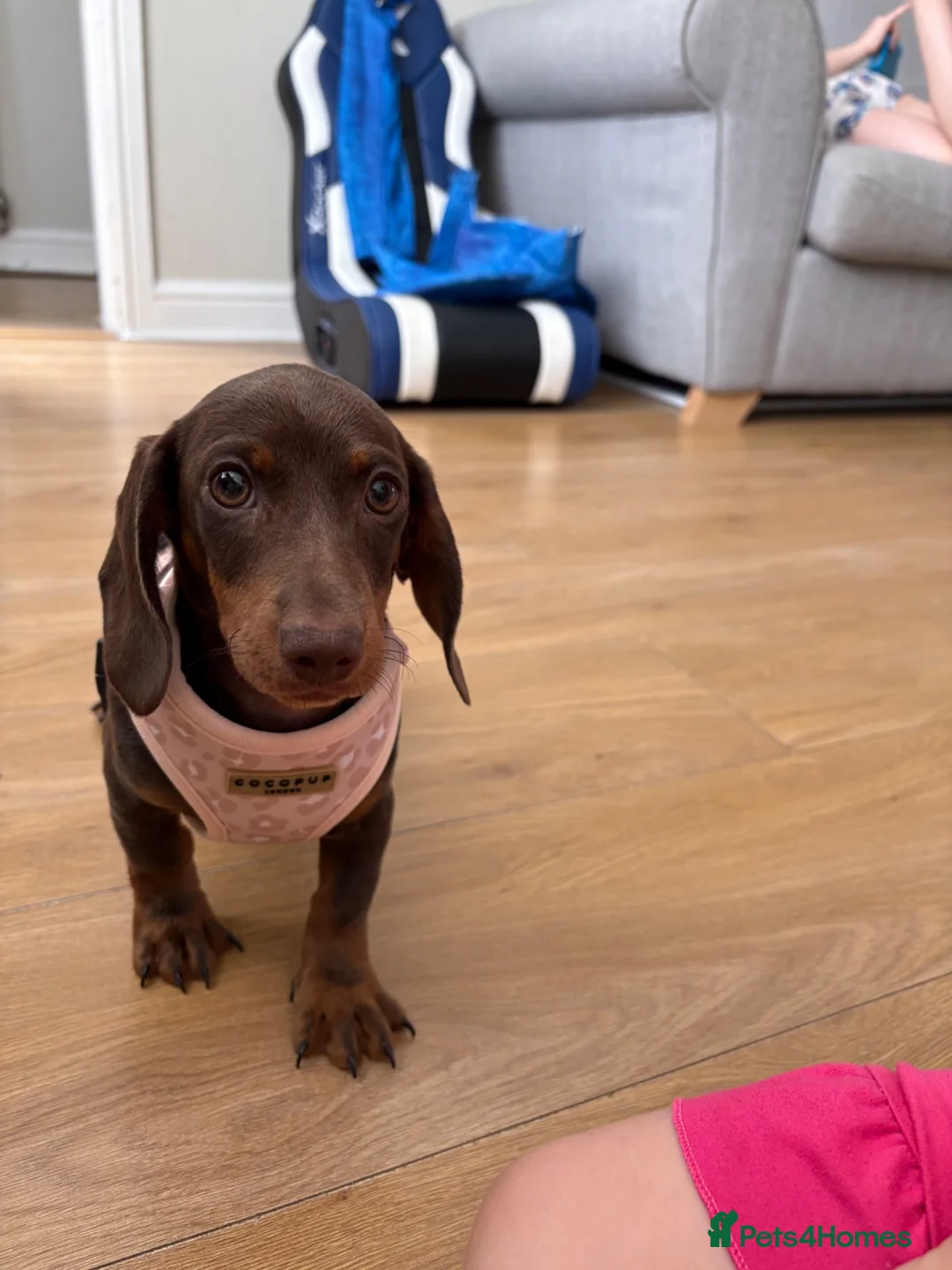 Miniature Dachshund dogs for sale: Miniature dachshund  - Advert 2