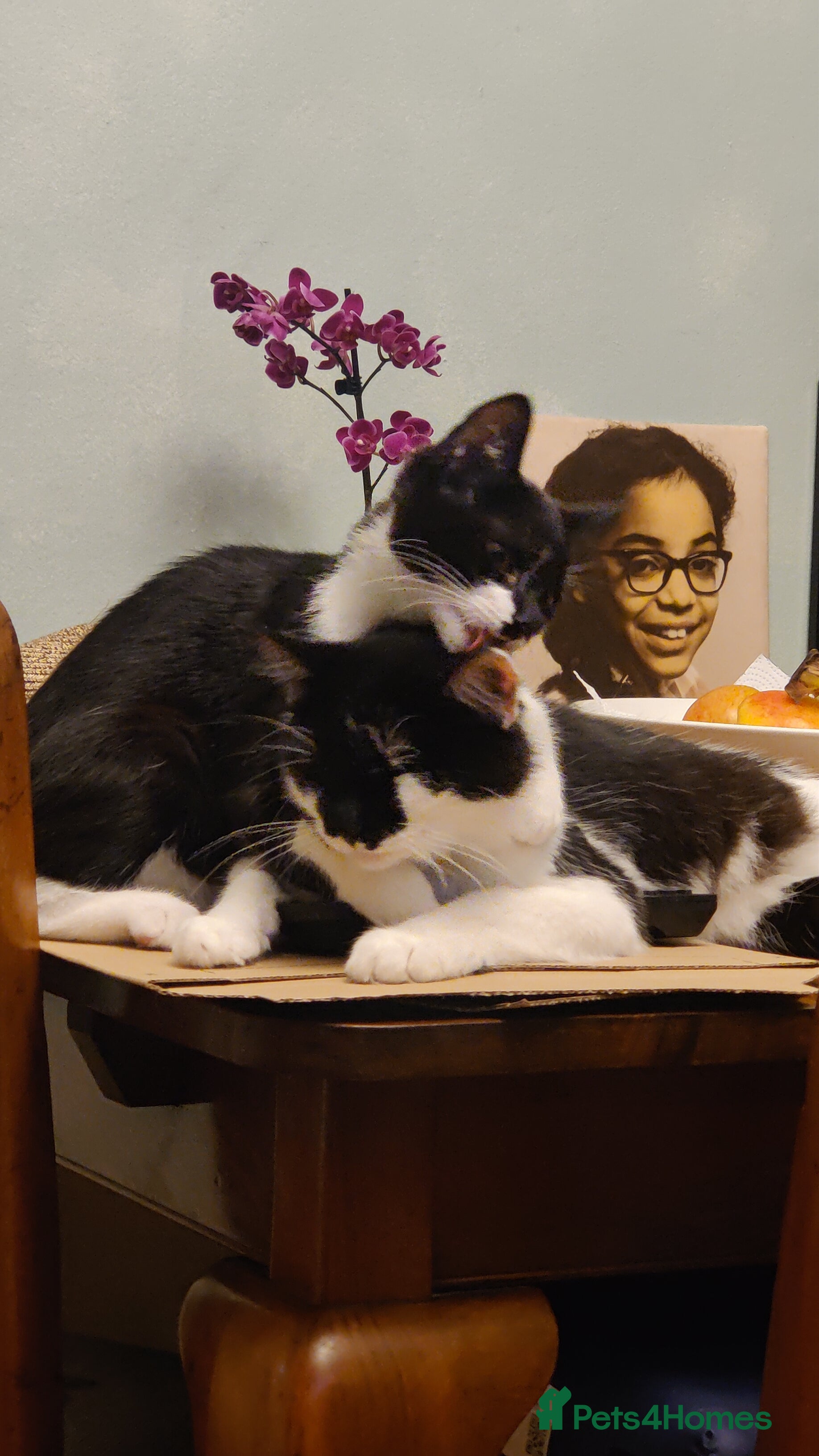 British Longhair cats Mother and kitten for sale - Advert 19