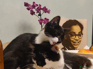 British Longhair cats Mother and kitten for sale - Advert 19