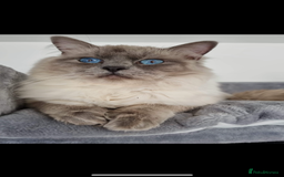 Ragdoll cats for sale: Female ragdoll - Image 1