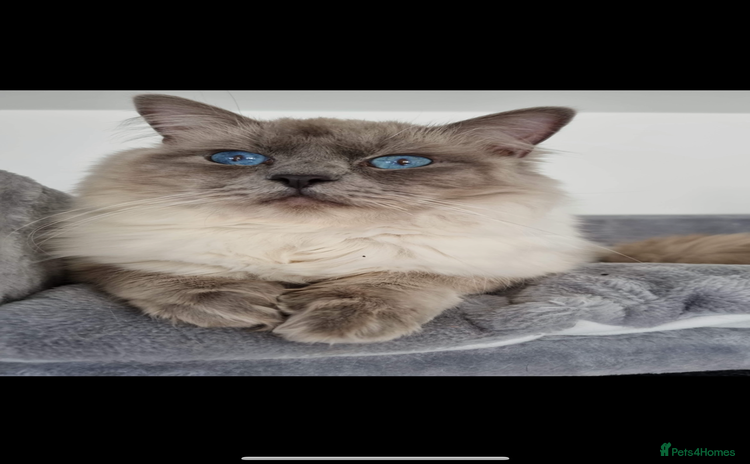 Ragdoll cats - Advert 8