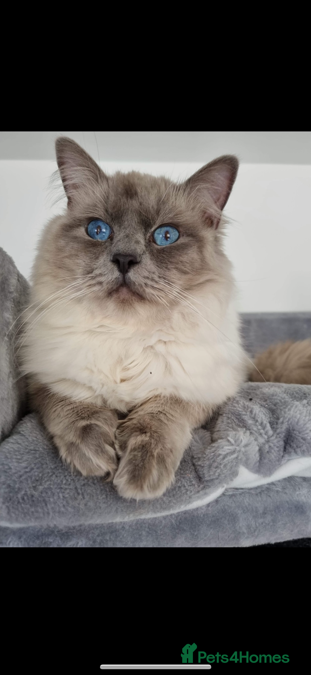 Ragdoll cats for sale: Female ragdoll - Image 1