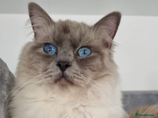 Ragdoll cats - Advert 8