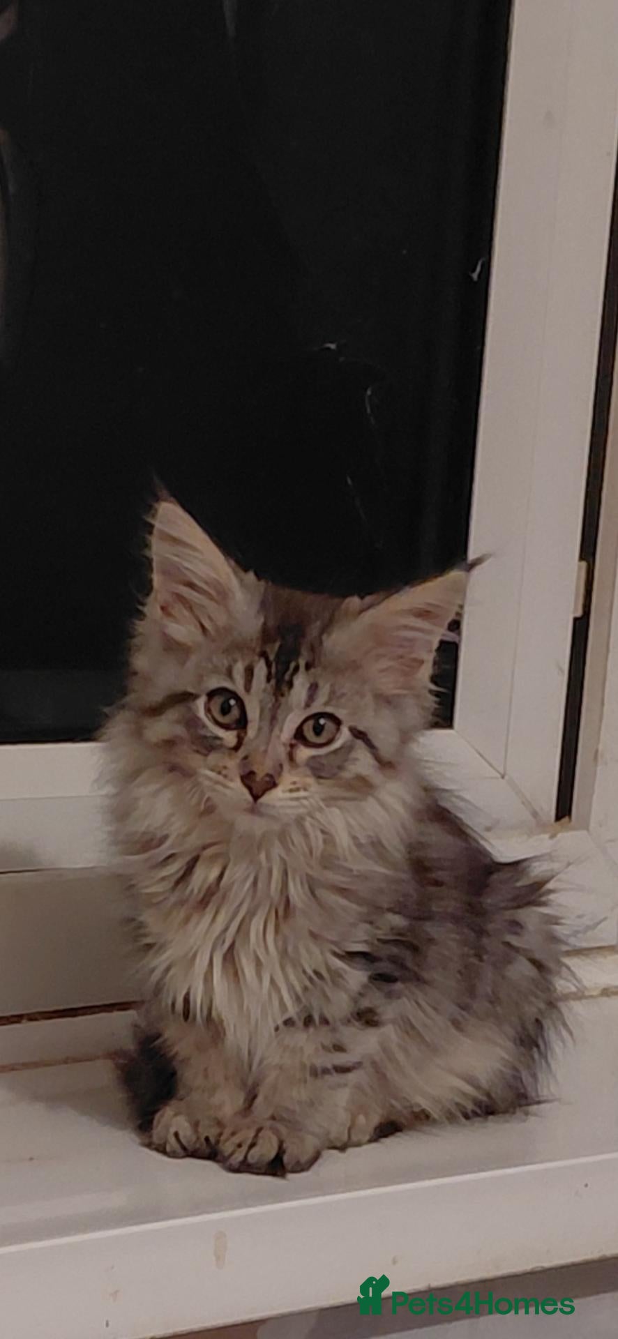 Mixed Breed cats 3/4maine coon x sphynx - Advert 3