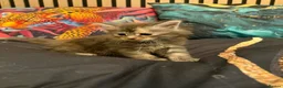 Maine Coon cats for sale: Main coon kittens - Advert 19