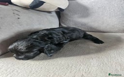 Cocker Spaniel dogs for sale: Beautiful cocker spaniel pups - Image 13