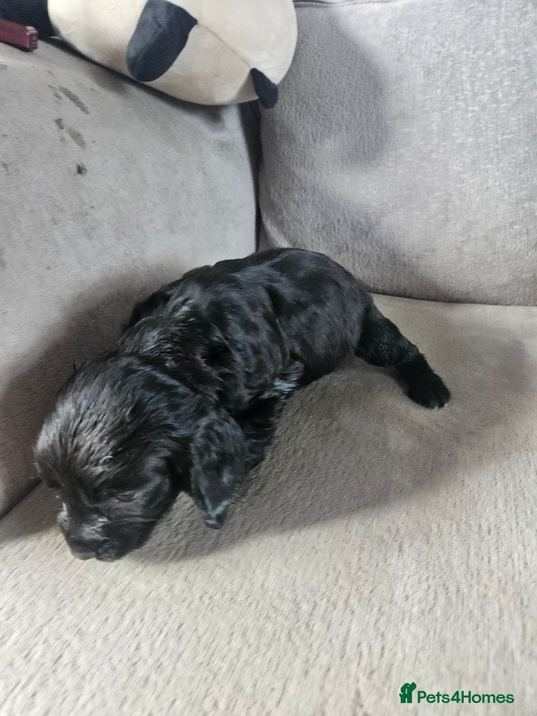 Cocker Spaniel dogs for sale: Beautiful cocker spaniel pups - Image 13