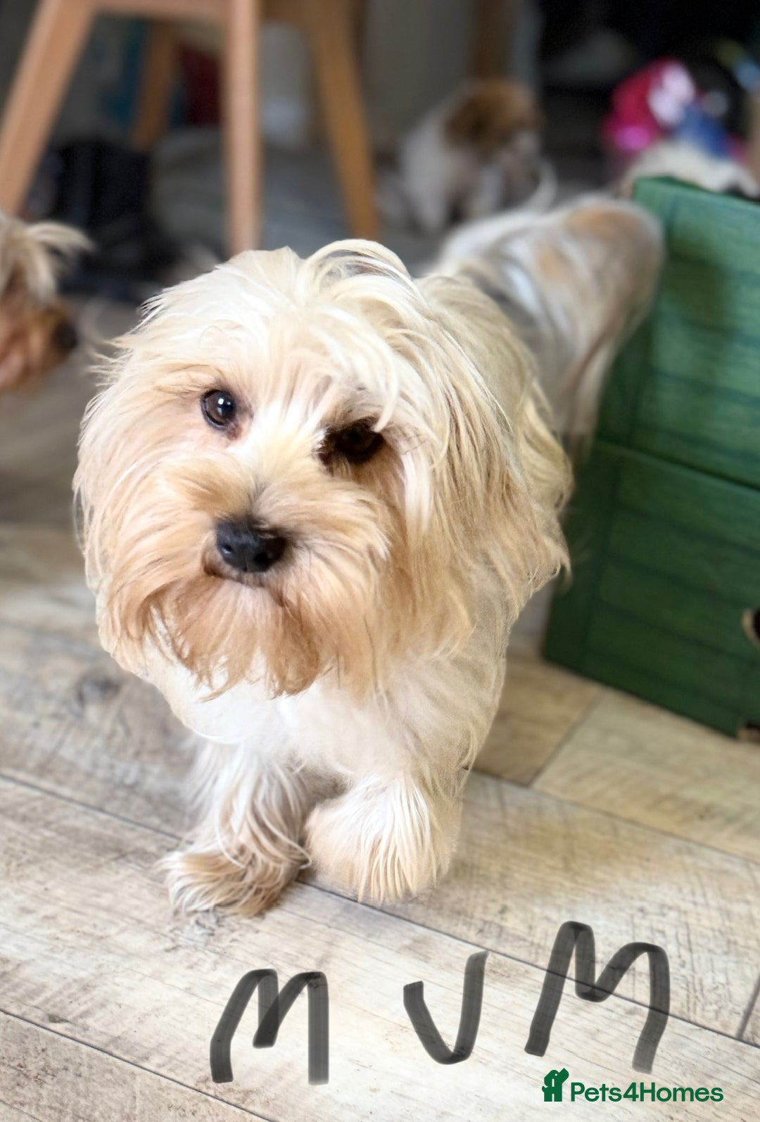 Yorkshire Terrier dogs for sale: Yorkshire Terrier  - Advert 7