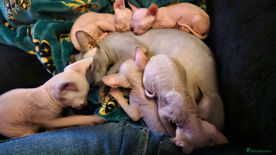 Sphynx cats for sale: Sphynx kittens for sale - Advert 24