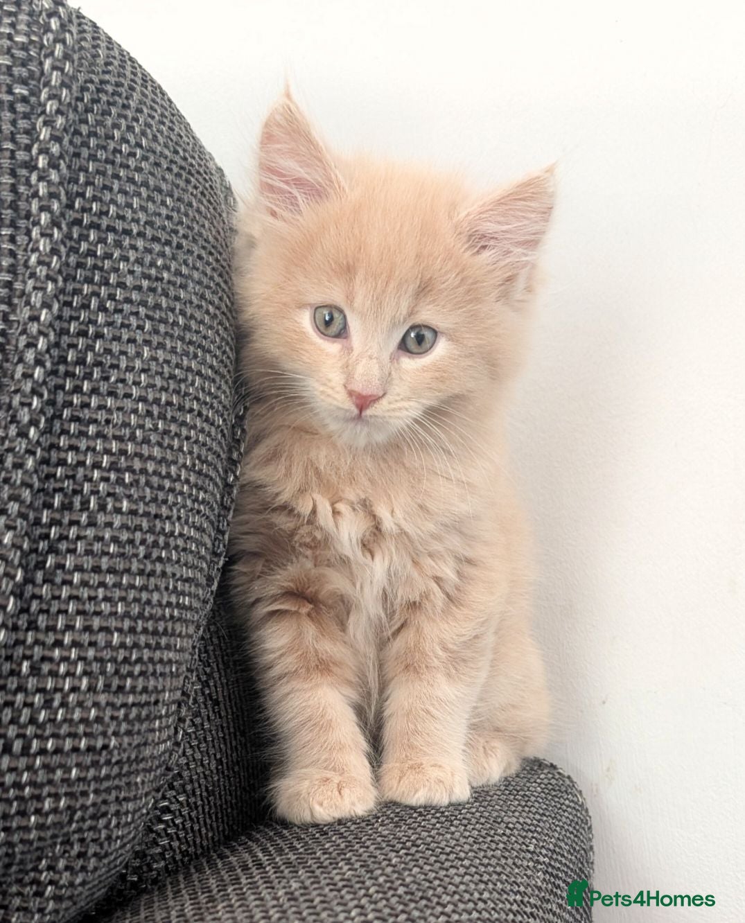 Maine Coon cats Maine Coon Kittens READY TO LEAVE  - Advert 16