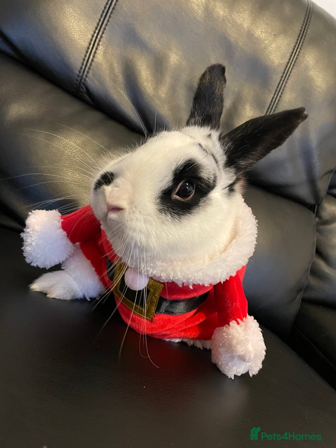 English rabbits for sale: Rocky the Rabbit  - Image 2