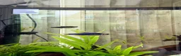Tetras fish for sale: 5x Kerri Blue Tetra - Advert 1