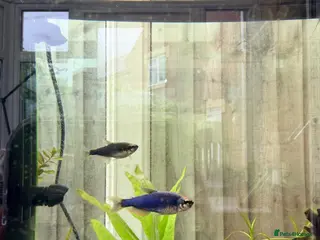 Tetras fish 6x Kerri Blue Tetra - Advert 6