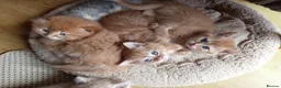Scottish Fold cats for sale: One boy and 3 girls Scottish fold and straight  - Advert 3