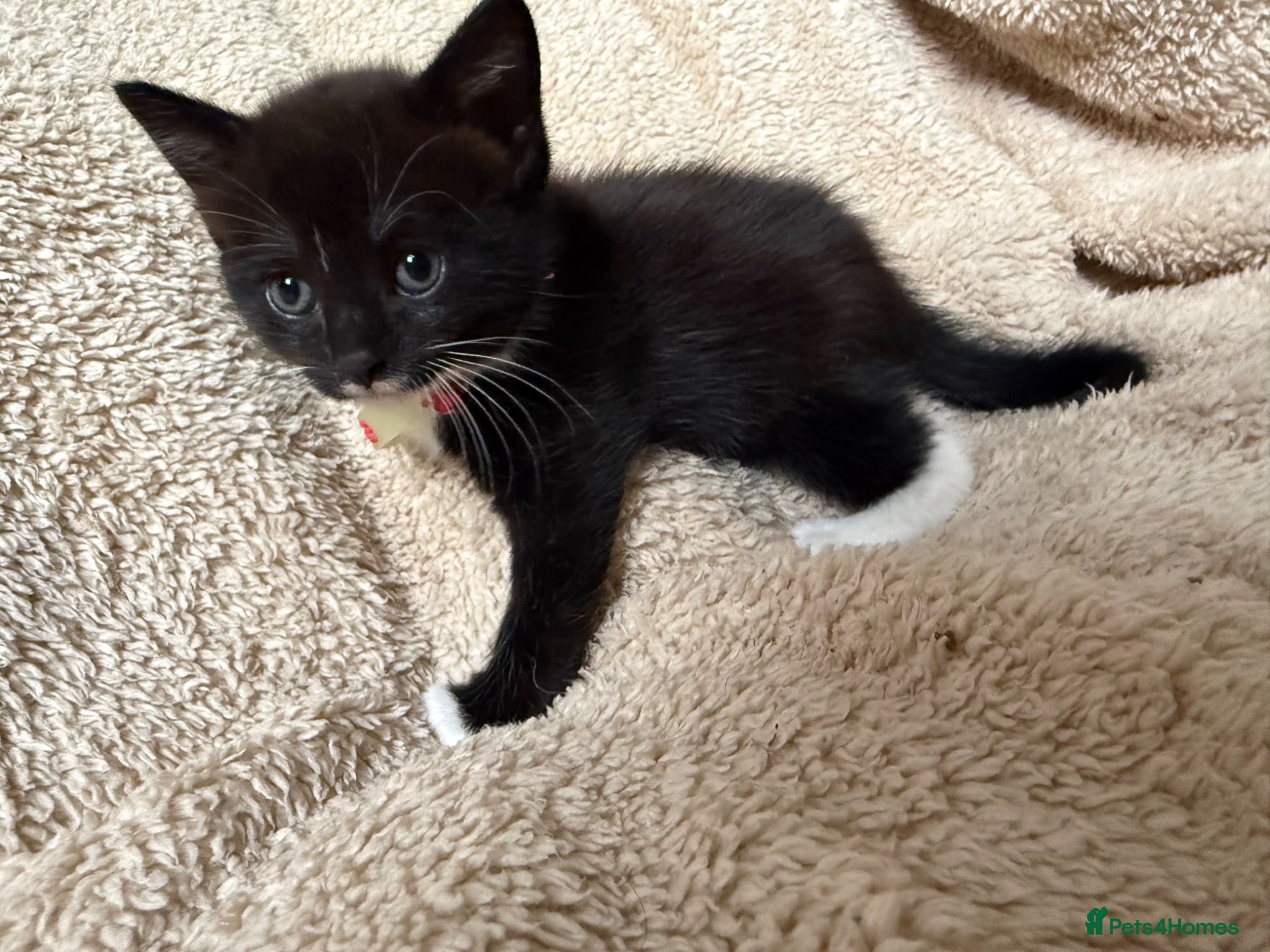 Mixed Breed cats Last Male kitten - ready now - Advert 1