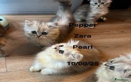 Munchkin cats for sale: Exceptional Quality & Extremely Rare Silver Minuet - Image 27