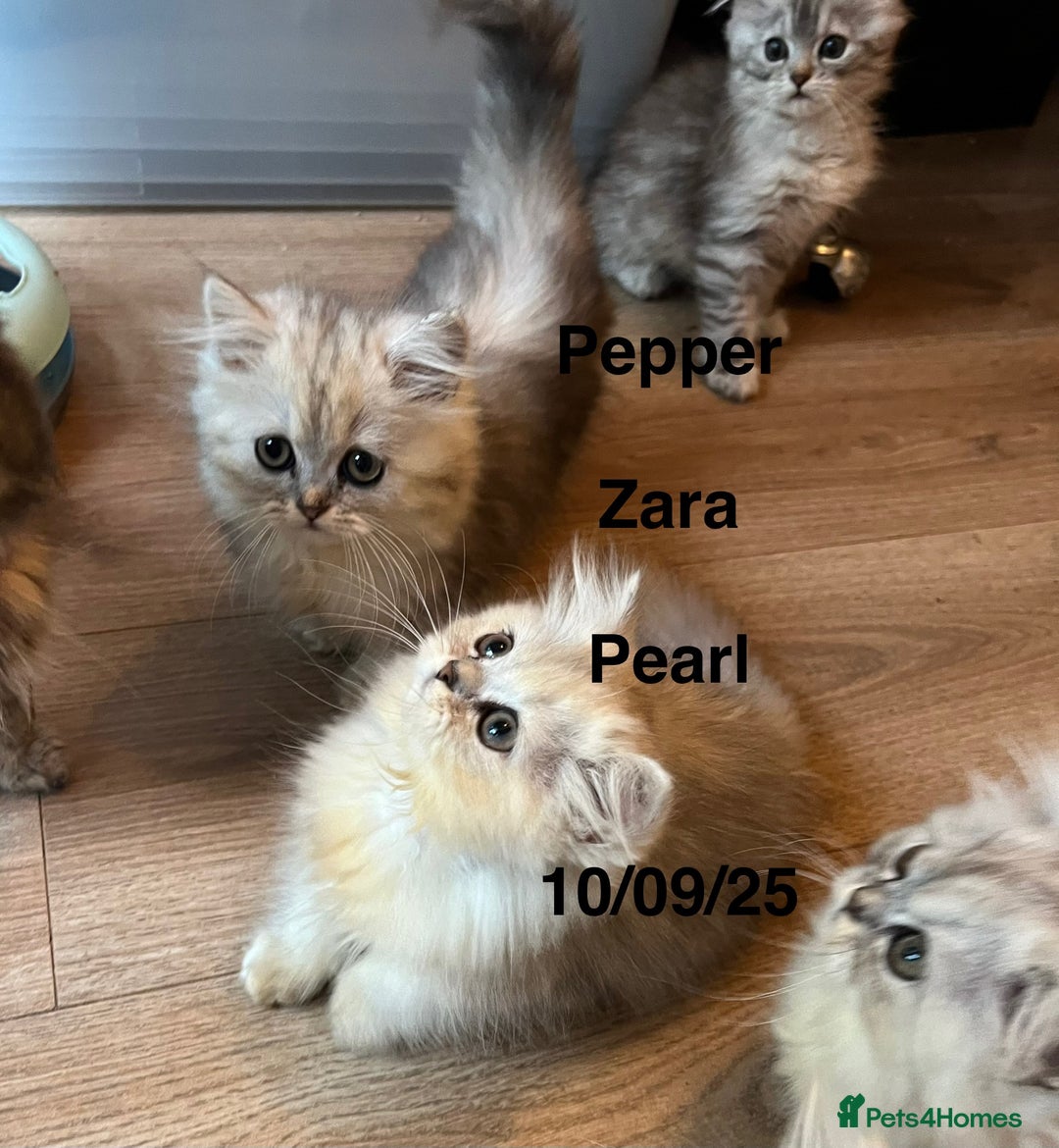 Munchkin cats for sale: Exceptional Quality & Extremely Rare Silver Minuet - Image 27