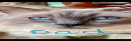 Ragdoll cats for sale: Stunning Ragdoll kittens Blue Colourpoint  - Advert 29