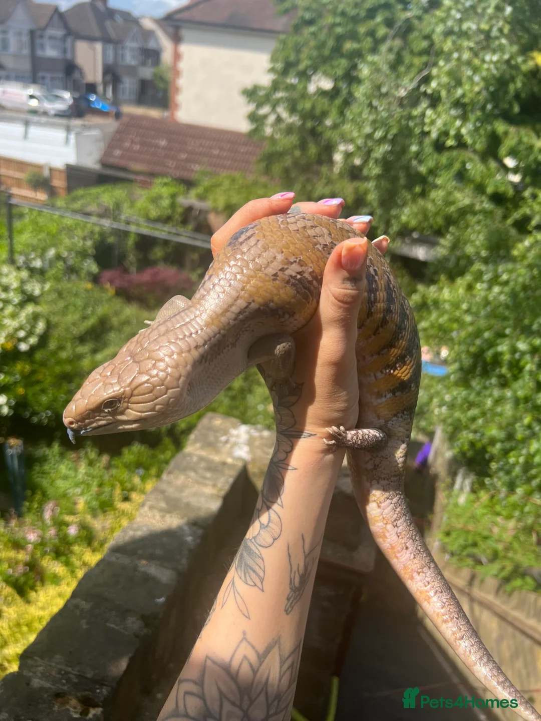 Skink reptiles for sale: Female Northern Blue Tongue Skink - Advert 7